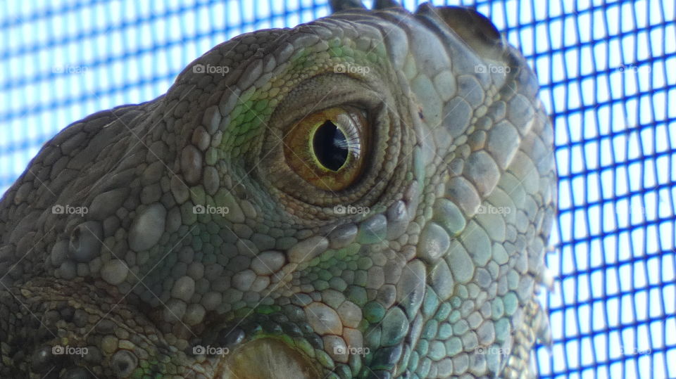 iguana of the day