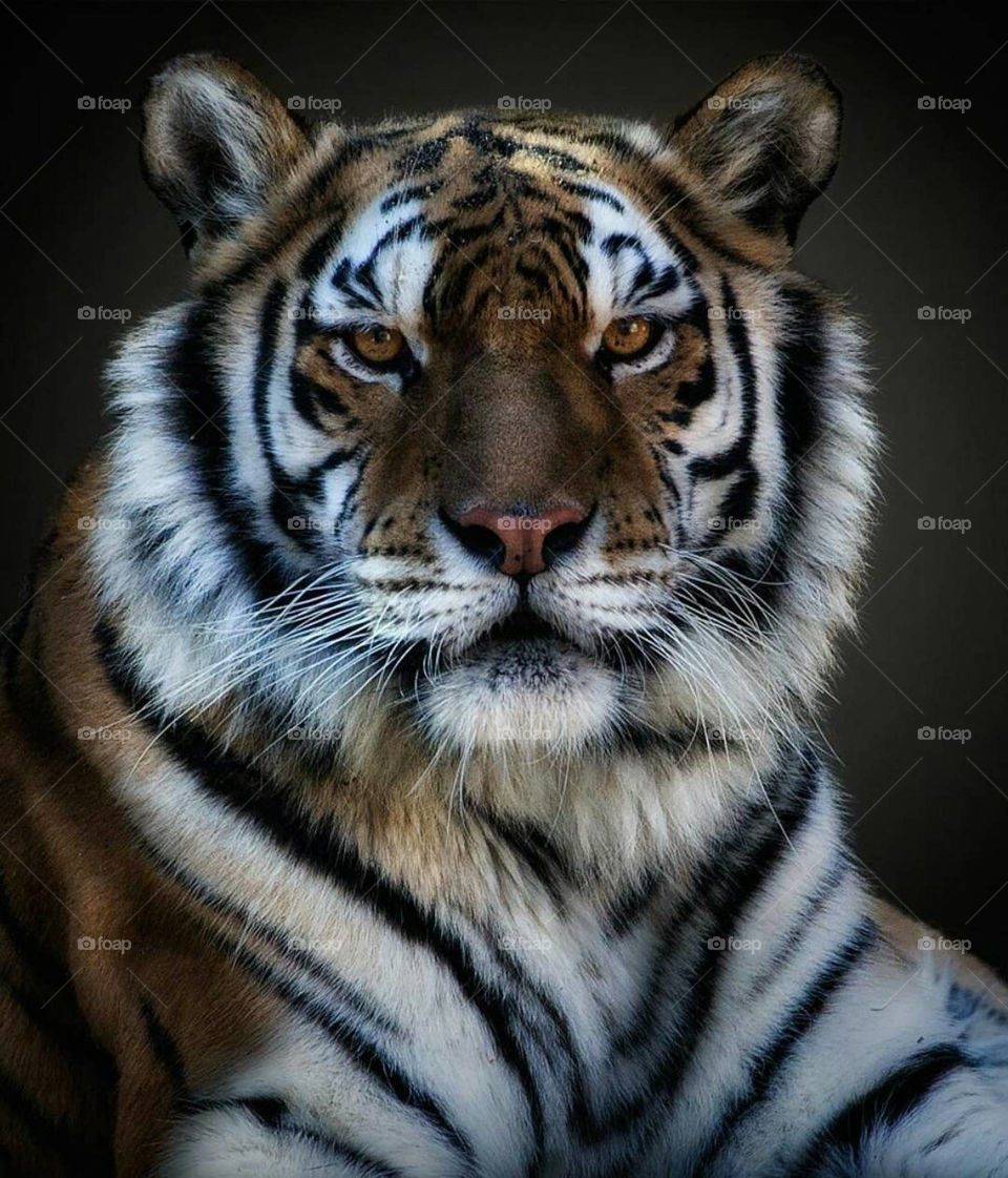 When a man wants to murder a tiger he calls it sports ; When a tiger wants to murder him he calls it ferocity.