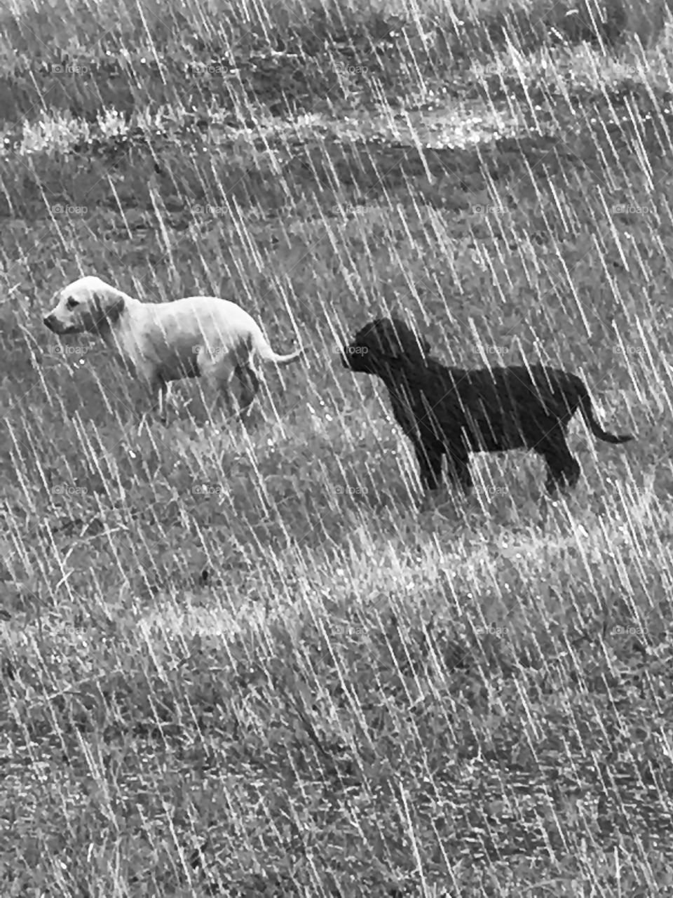Two puppies confused in the rain in the woods of South Georgia. 