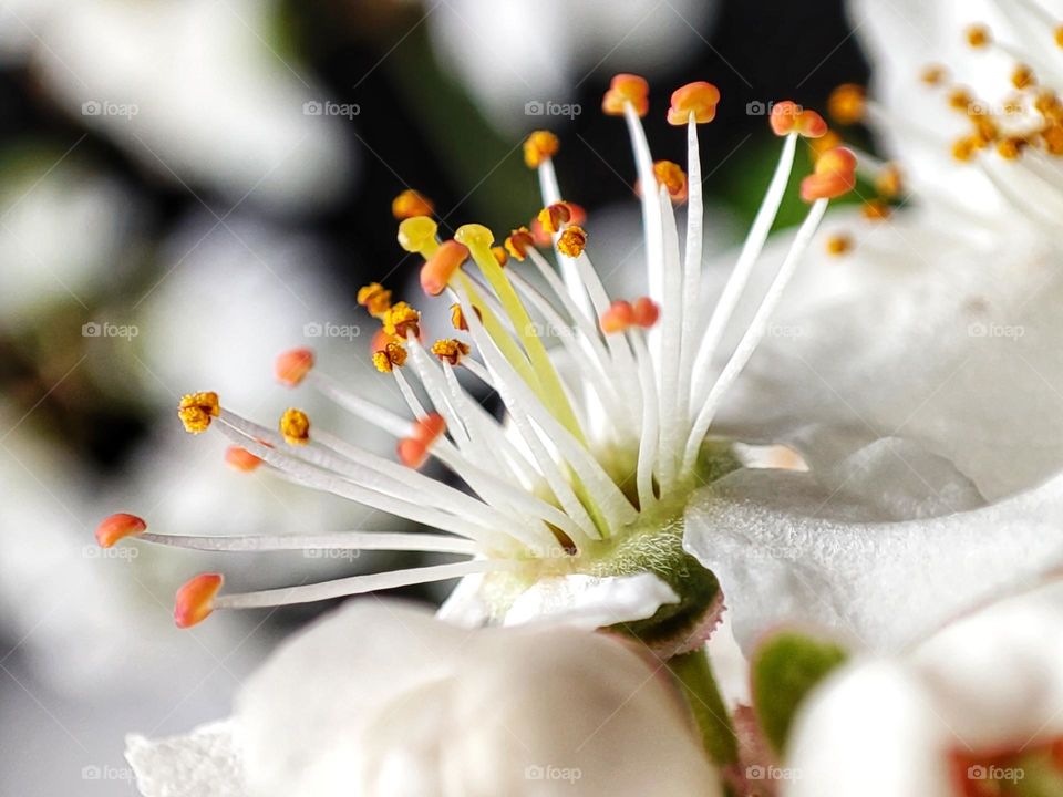 An amazing macro photograph of an apple tree flower with white petals and stunning tiny colourful stamens