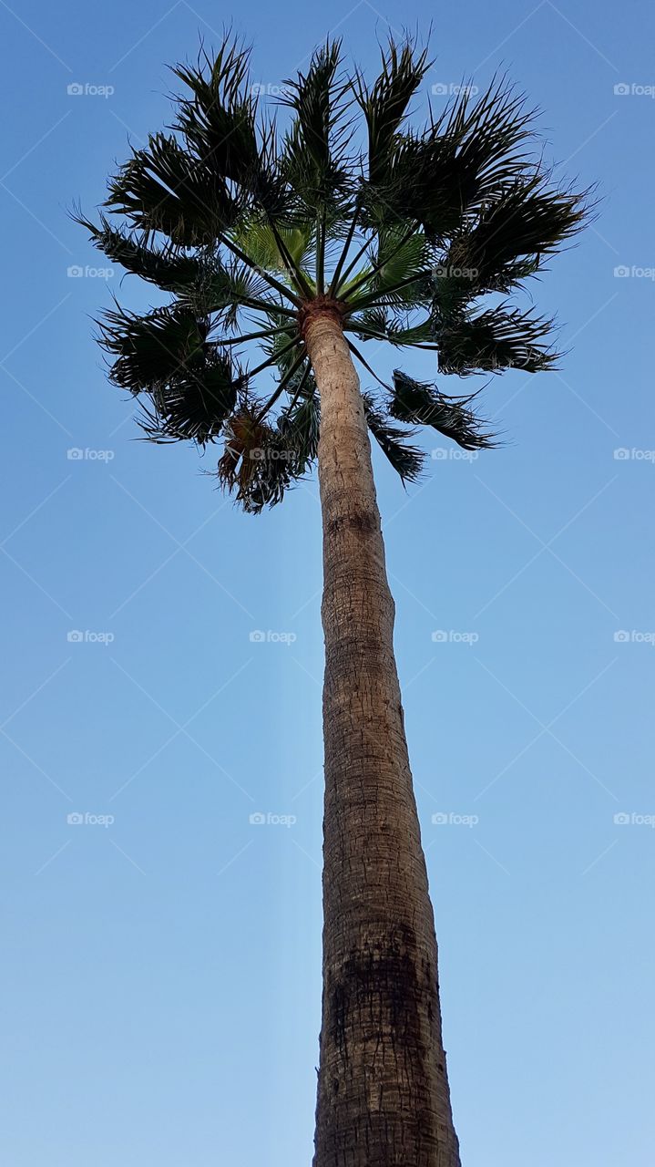 Looking up at one tall palm tree in blue sky, Fuerteventura Canary Islands - tittar upp på en hög palm mot blå himmel , Kanarieöarna