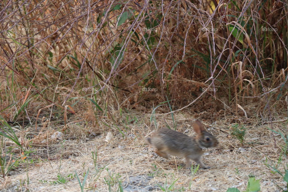 Bunny hop 