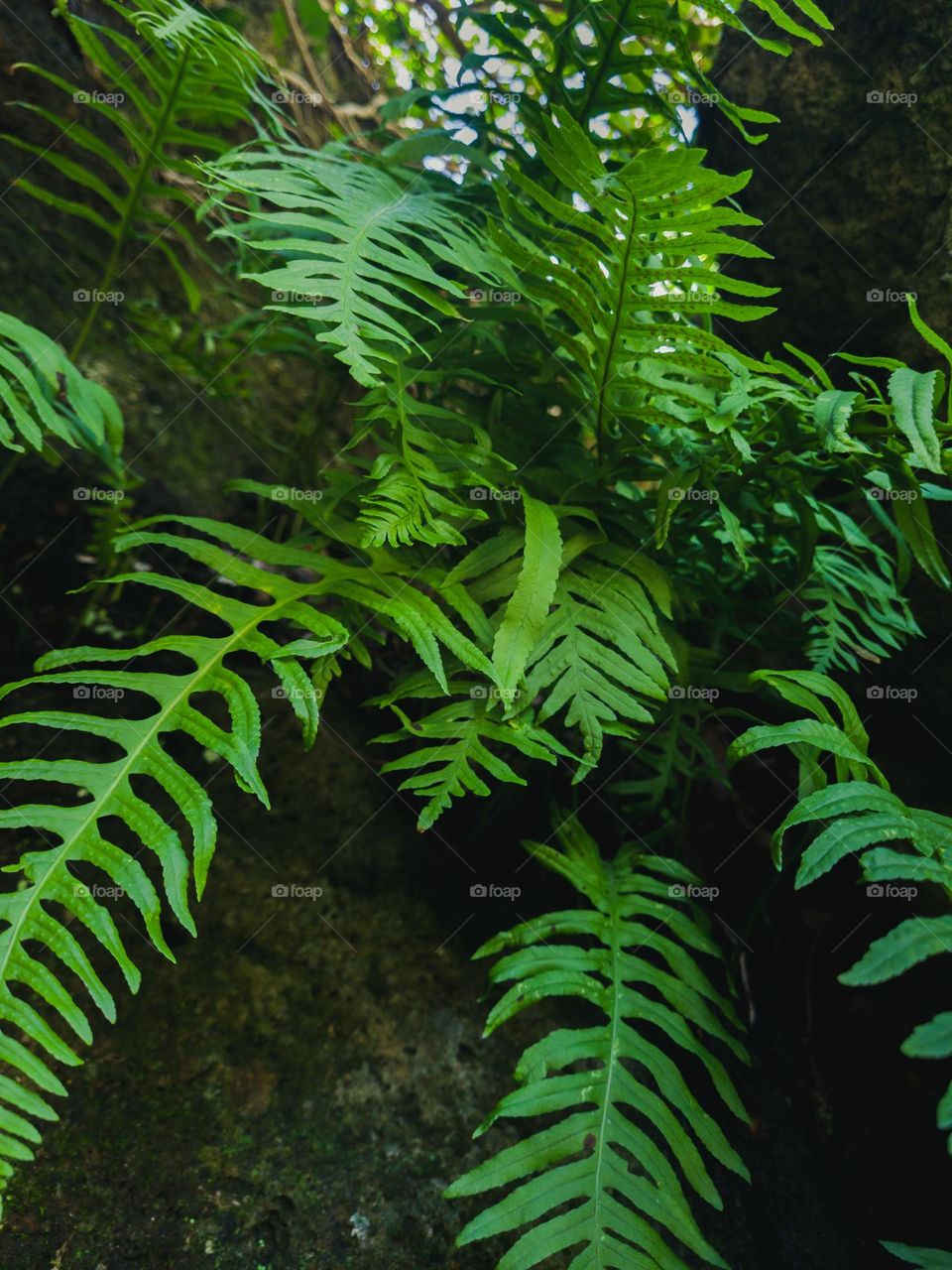 green fern