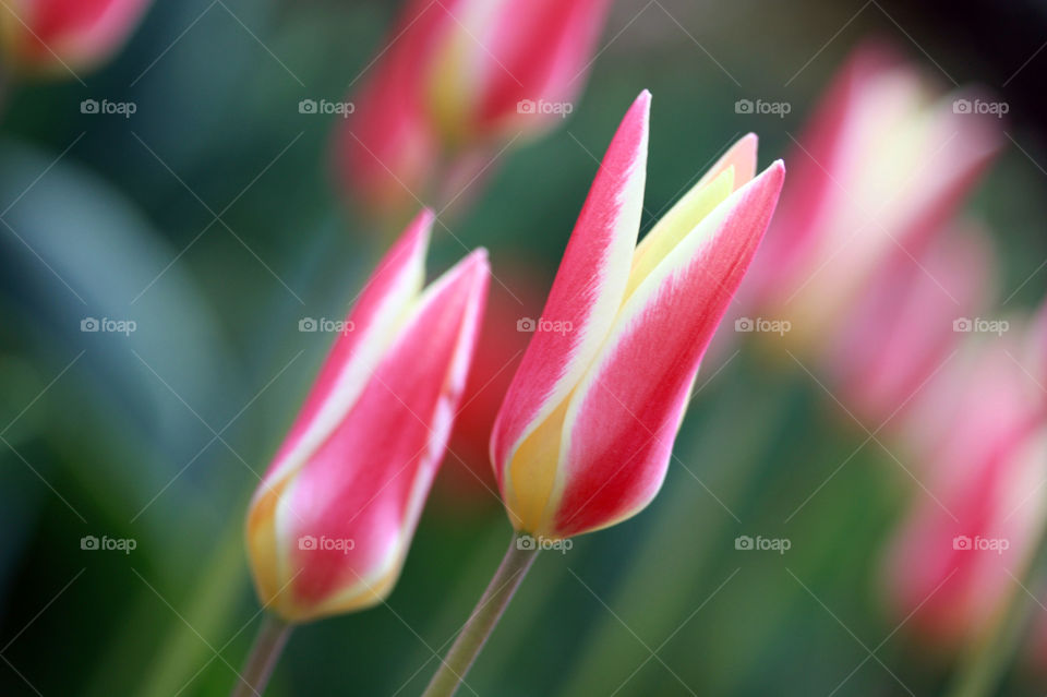 A fresh bright tulip in the field 