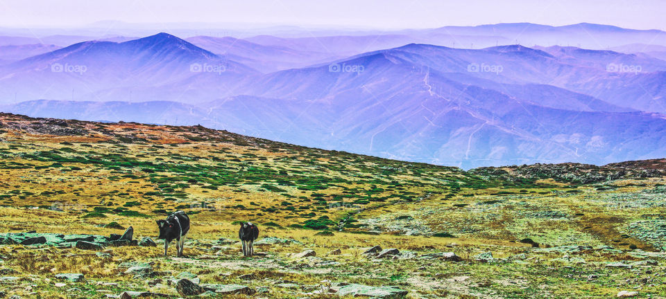 2 cows graze on a sparsely grassed plain ahead of the purple tipped mountains of Serra Da Estrela National Park 