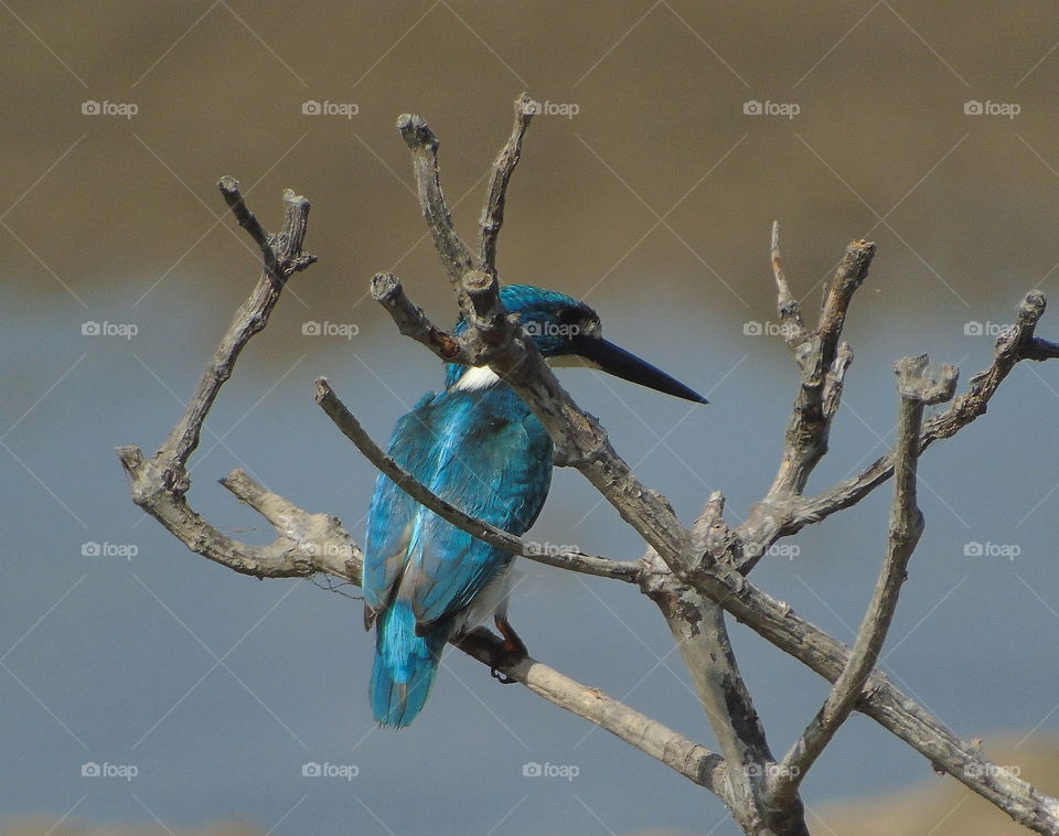 Small blue kingfisher. Dorsal side of Its when interest to perch for the branch of dryng single mangrove. The kingfisher's going to spend minutes more, or just until hour to predicte of fishes ready to eat.