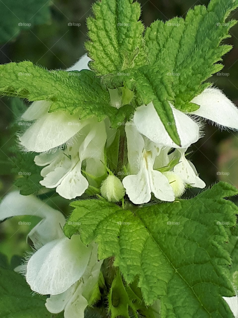 White Flora