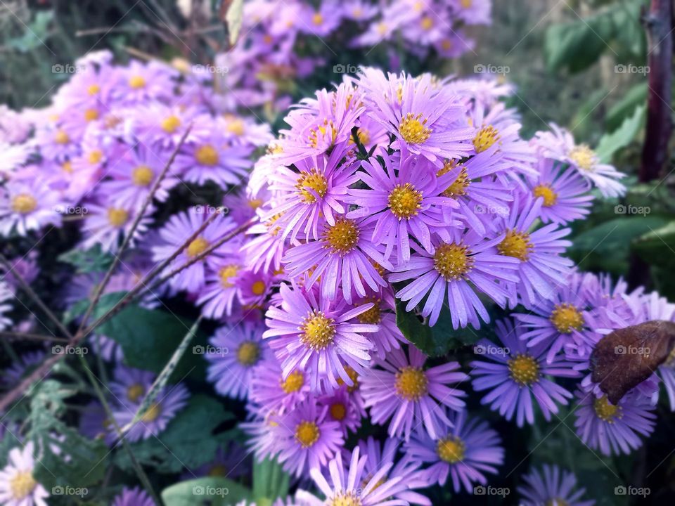 light purple flowers bloom profusely in autumn!