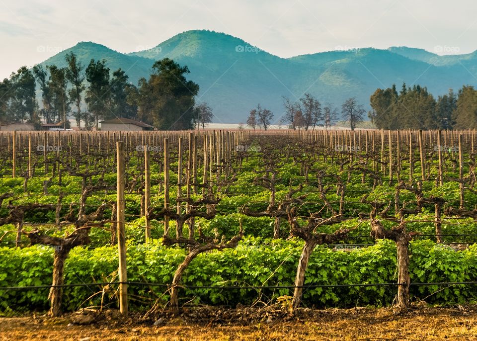 Winery at Santiago-Chile.