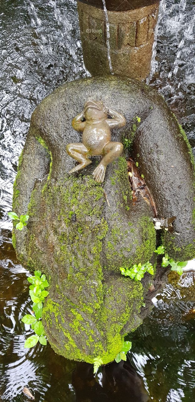 water garden pond