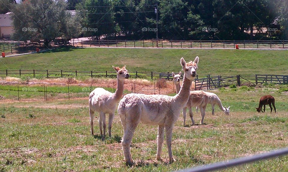 llama time. llamas