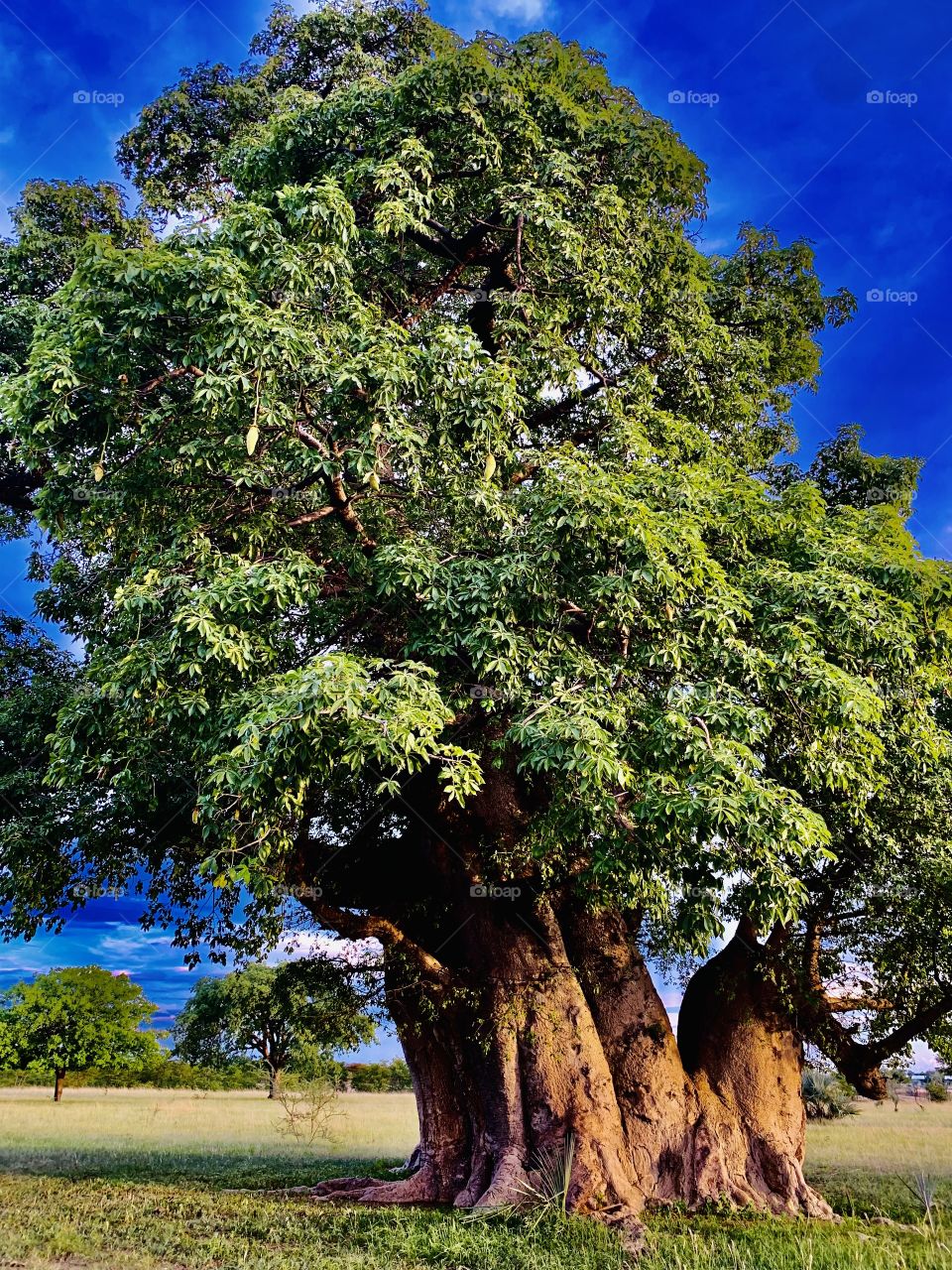 A closer view of my favorite tree. The old baobab tree. It still bears fruits. 