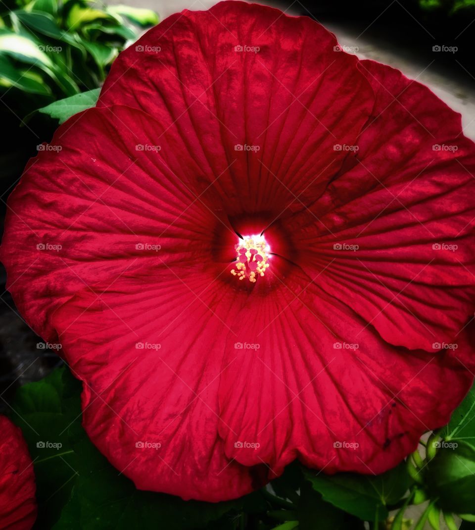 Hibiscus Luna Red—taken in Ludington, Michigan 