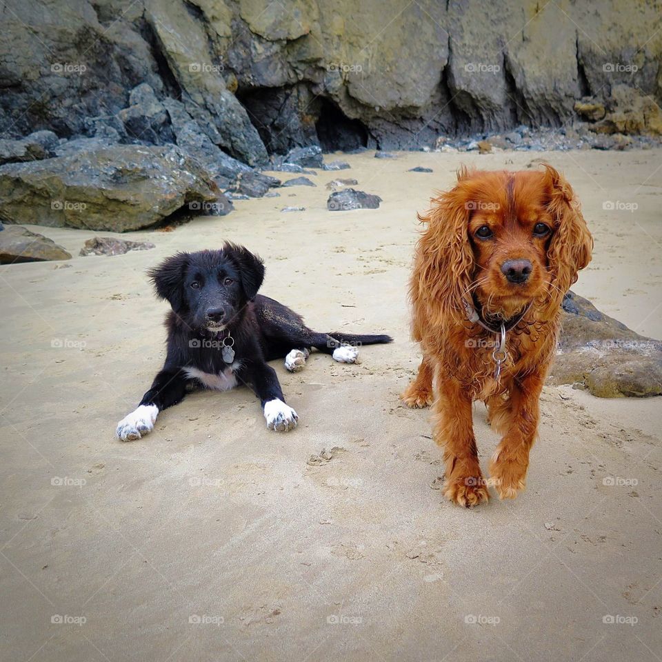 The Adventures of Pepper & Henry