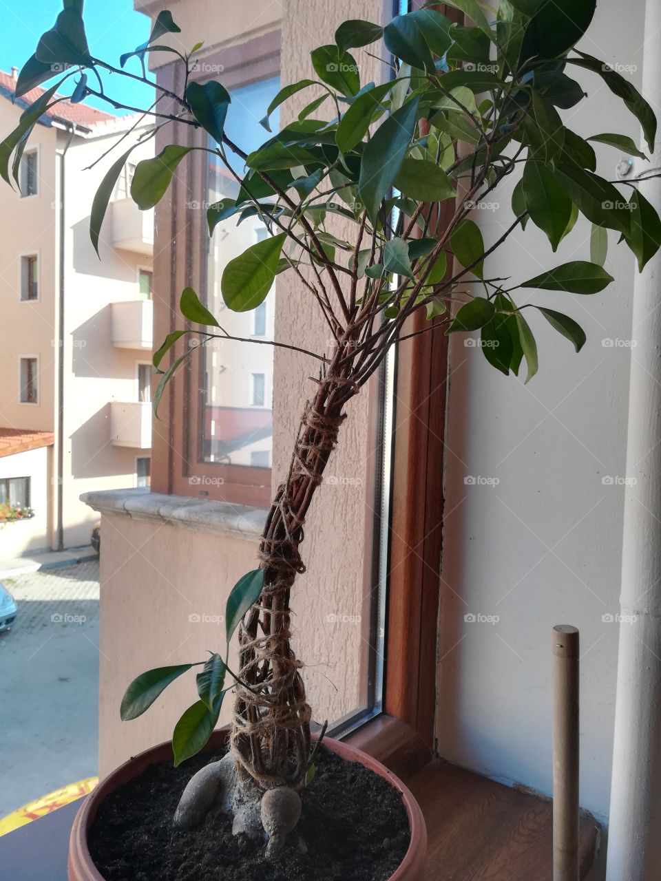 Big bonsai