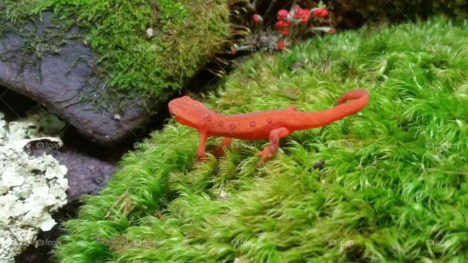 salamander on moss
