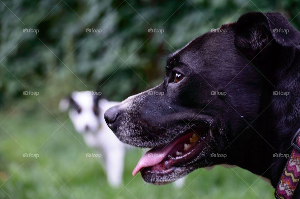 Young Boxador dog smiling portrait of Dogs playing outdoors in summer focus on black and white Labrador retriever and Boxer mix breed 