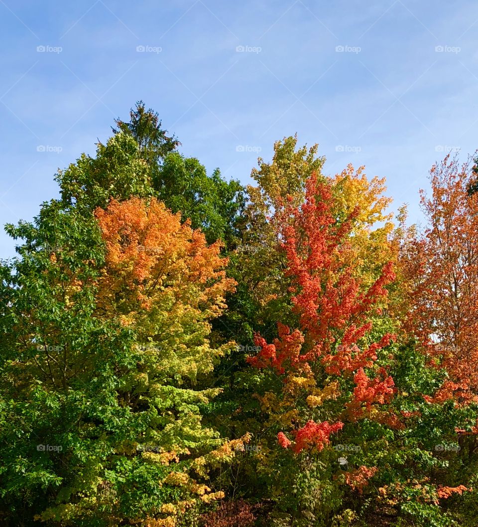 Autumn in New England 