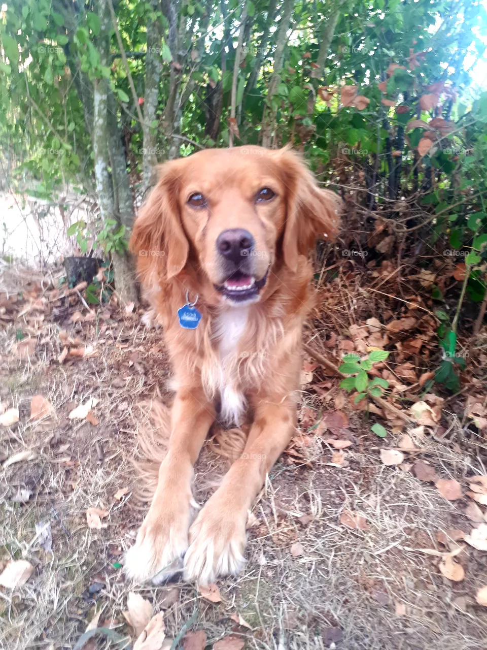 dog