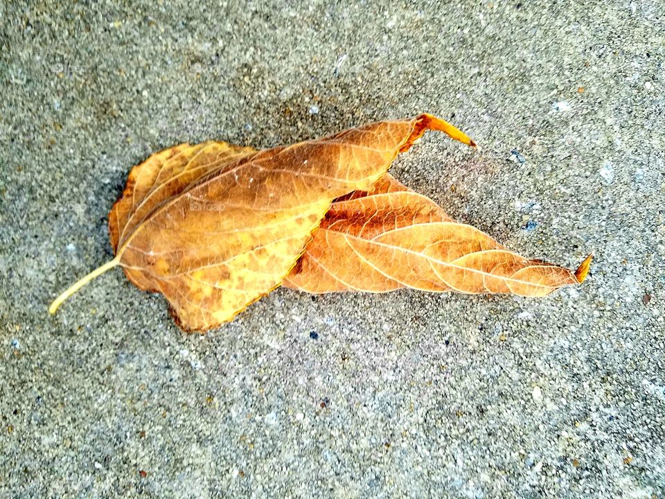 two leaves entwined