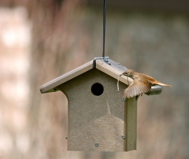bird