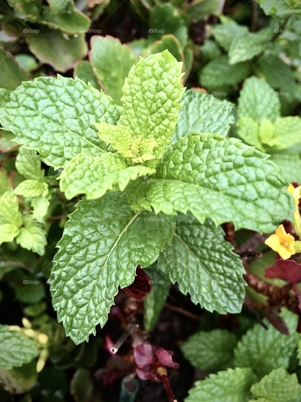 🇧🇷 Nossas hortelãs depois da boa chuva da noite: cada vez mais bonitas.
🇺🇸 Our gardeners after the good rain of the night: increasingly beautiful (and delicious).
I am one of those rednecks who eat their leaves. It's worth it, as they are very tasty.