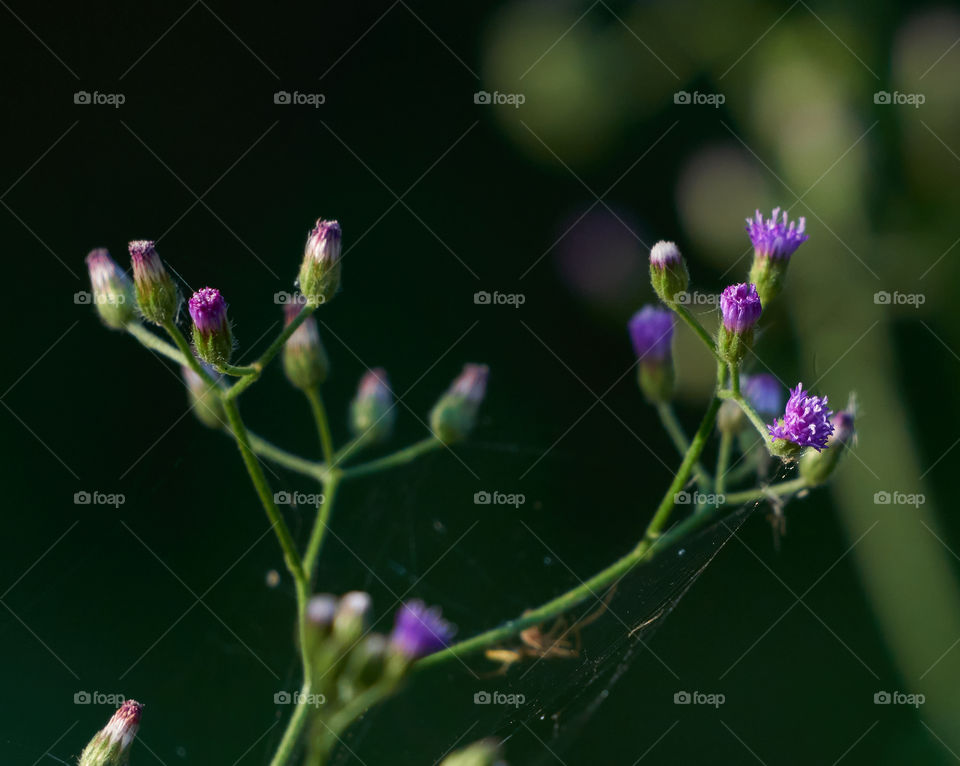 Iron weed purple flower bud