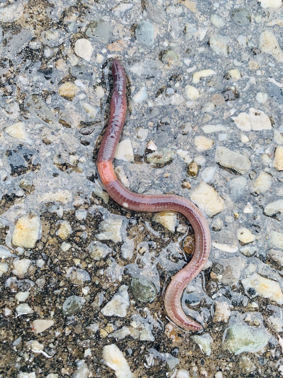 Earthworm 