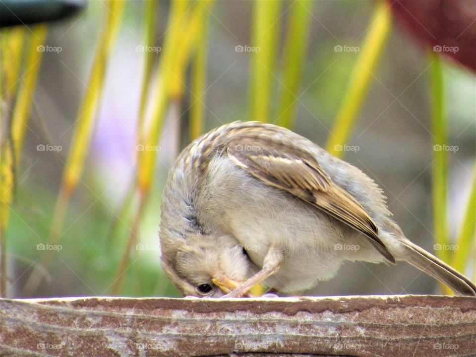 Upside down young sparrow 