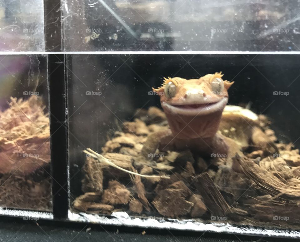 Smile for the camera