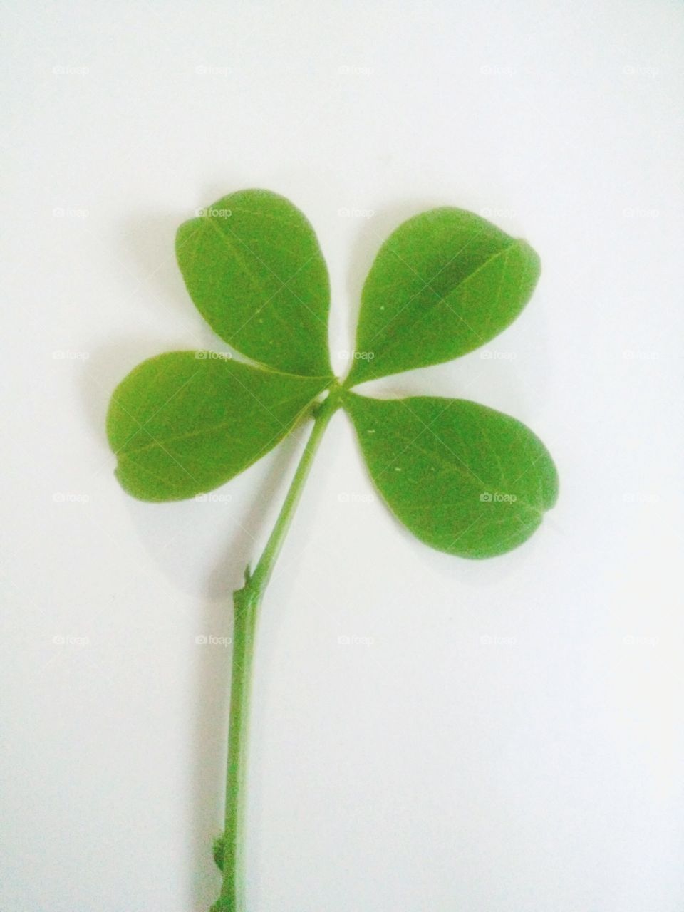 Four leaf