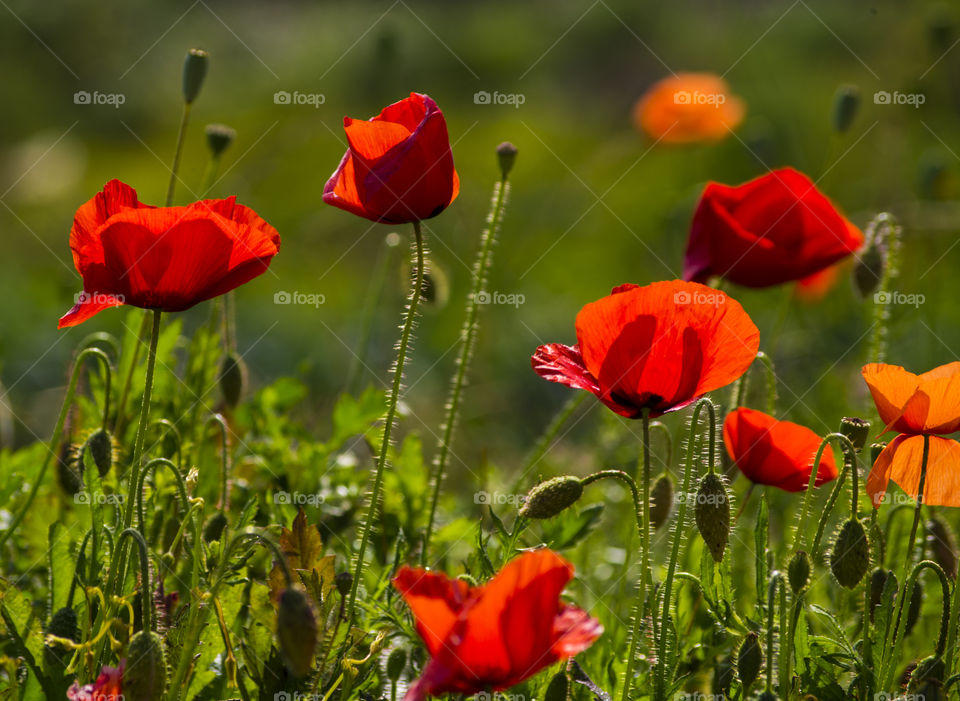 a poppies in a field