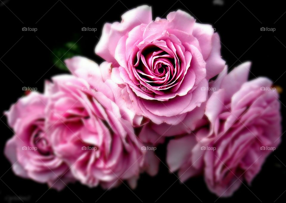 Pink roses in bloom