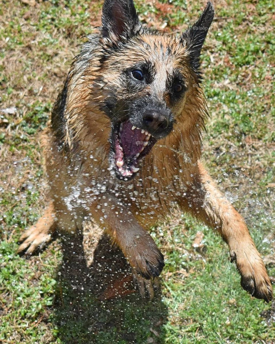 German Shepherd dog playing in water