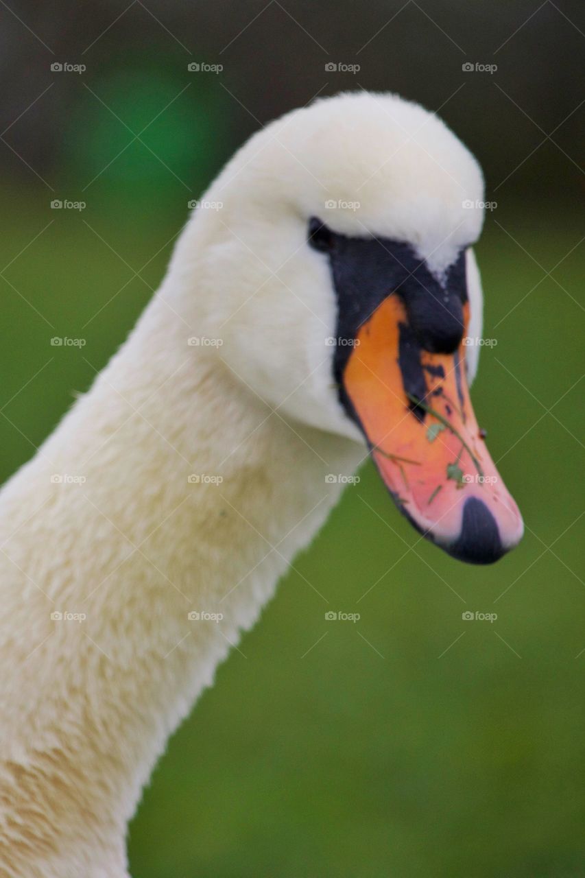 Close-up of swan