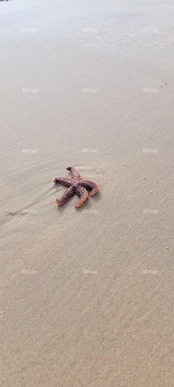 Starfish