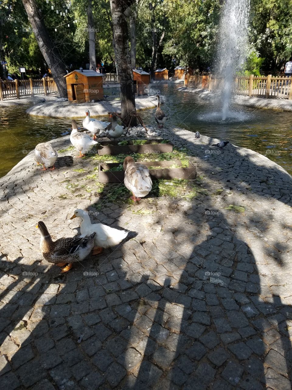 ducks, swan, and pigeons in kuğlu park in Ankara Turkey