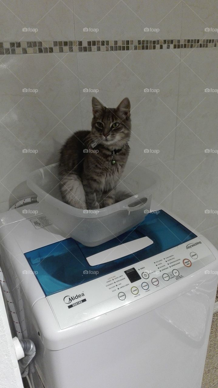 gato por bañarse en el lavarropas