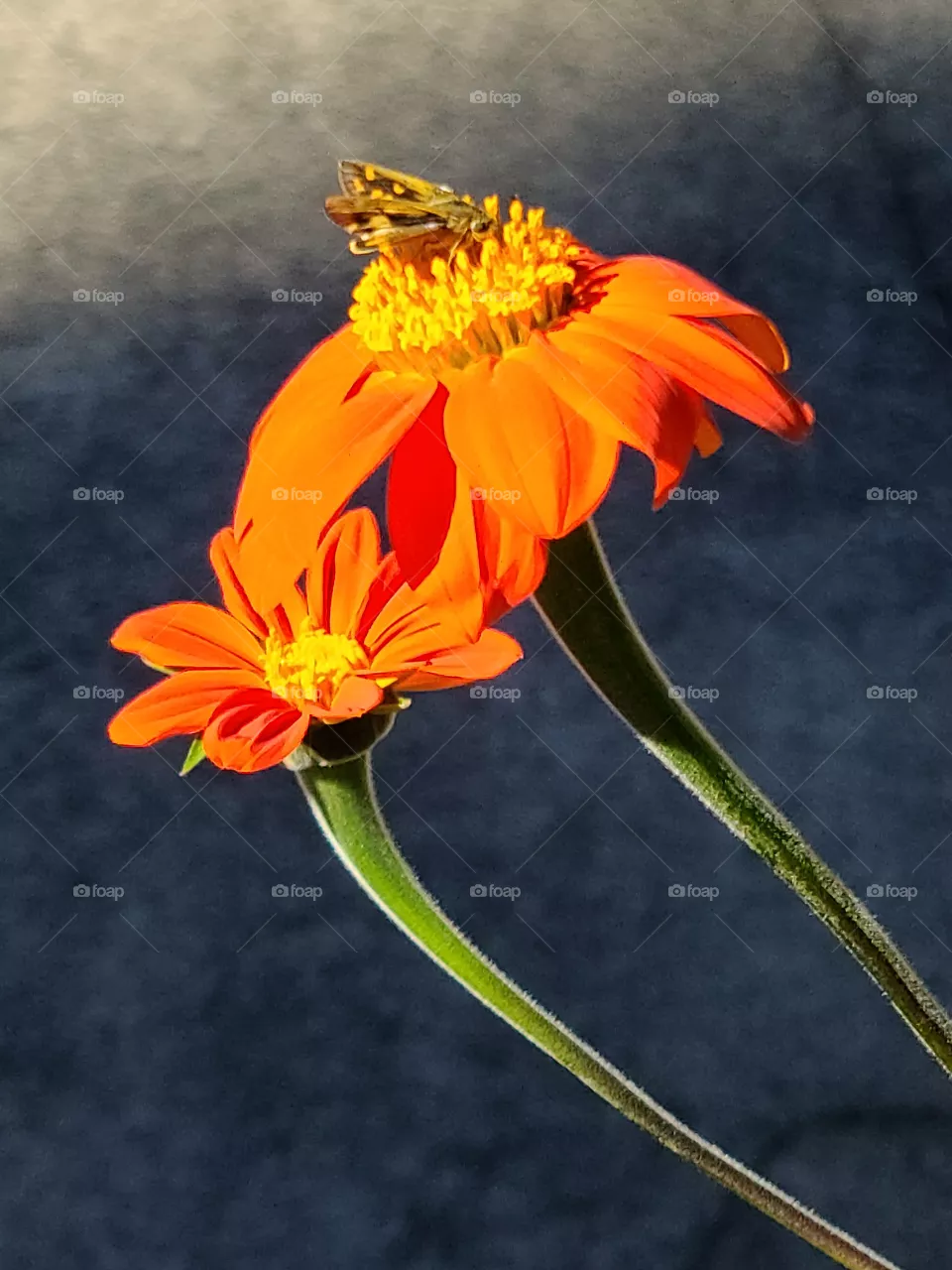 Orange Flower - Flor Anaranjada