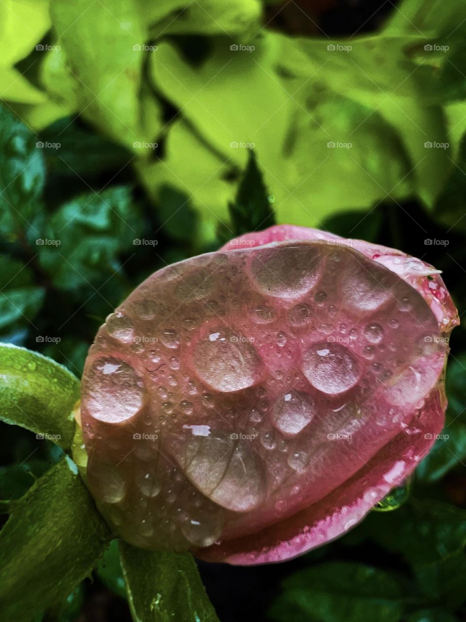 Raindrops on the flower