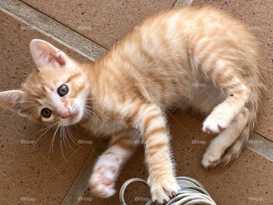 Ginger kitten