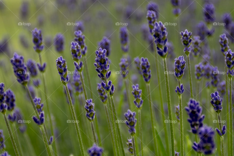 Close-up of lavender flowers growing on field