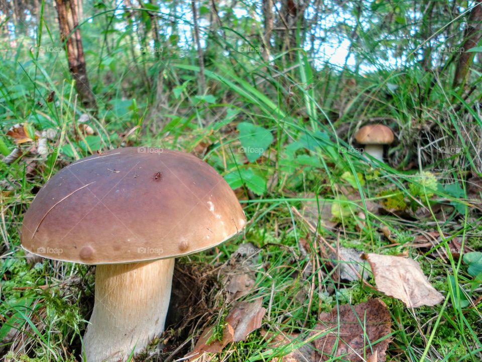 boletus edulis mushrooms growing in the forest summer and autumn time