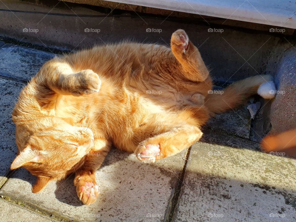 ginger cat in sunshine