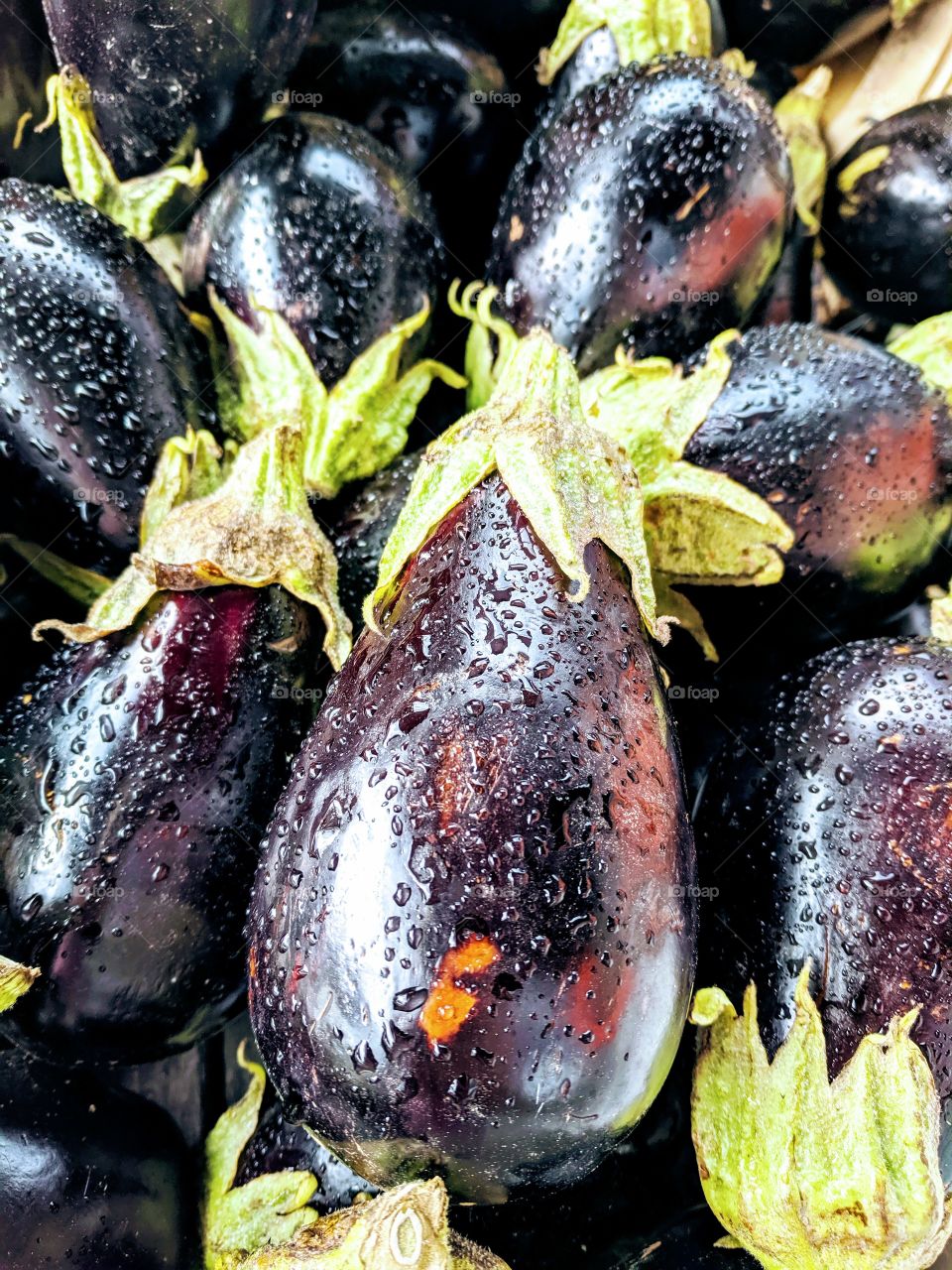 eggplant