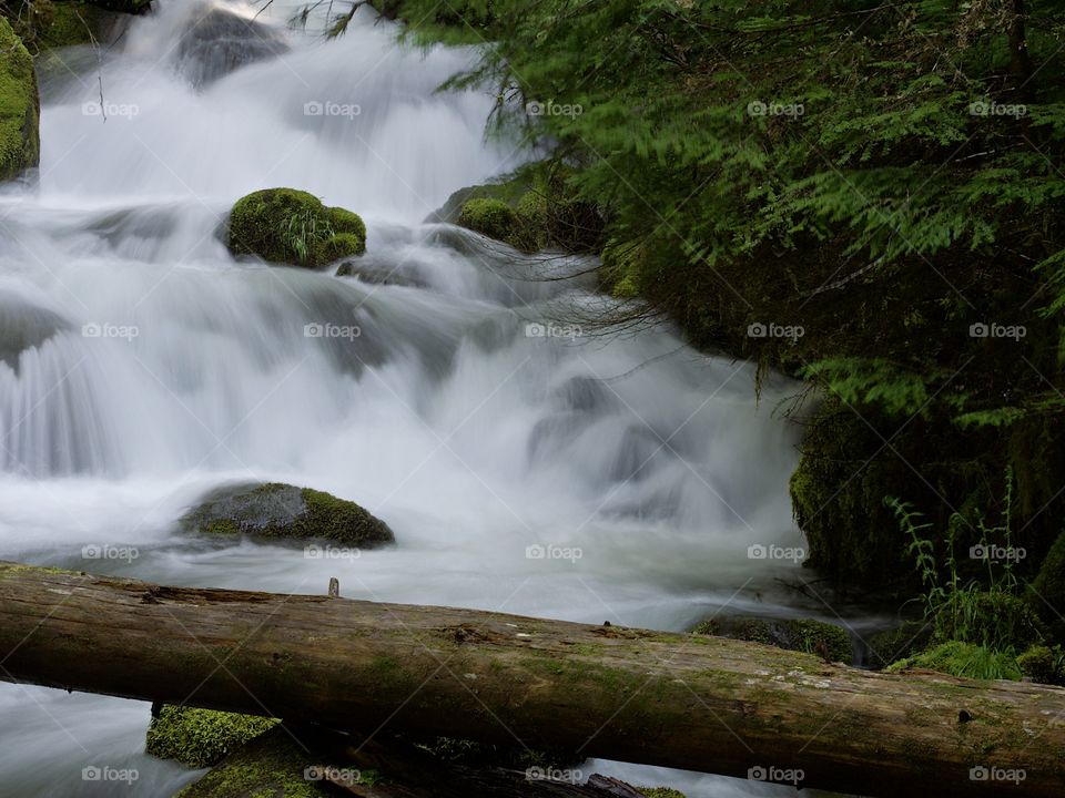 Moss covered rocks and logs in a waterfall in the woods of Southern Oregon on a nice spring day. 