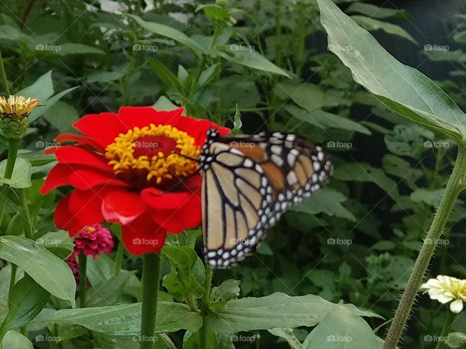 The flower and monarch butterfly