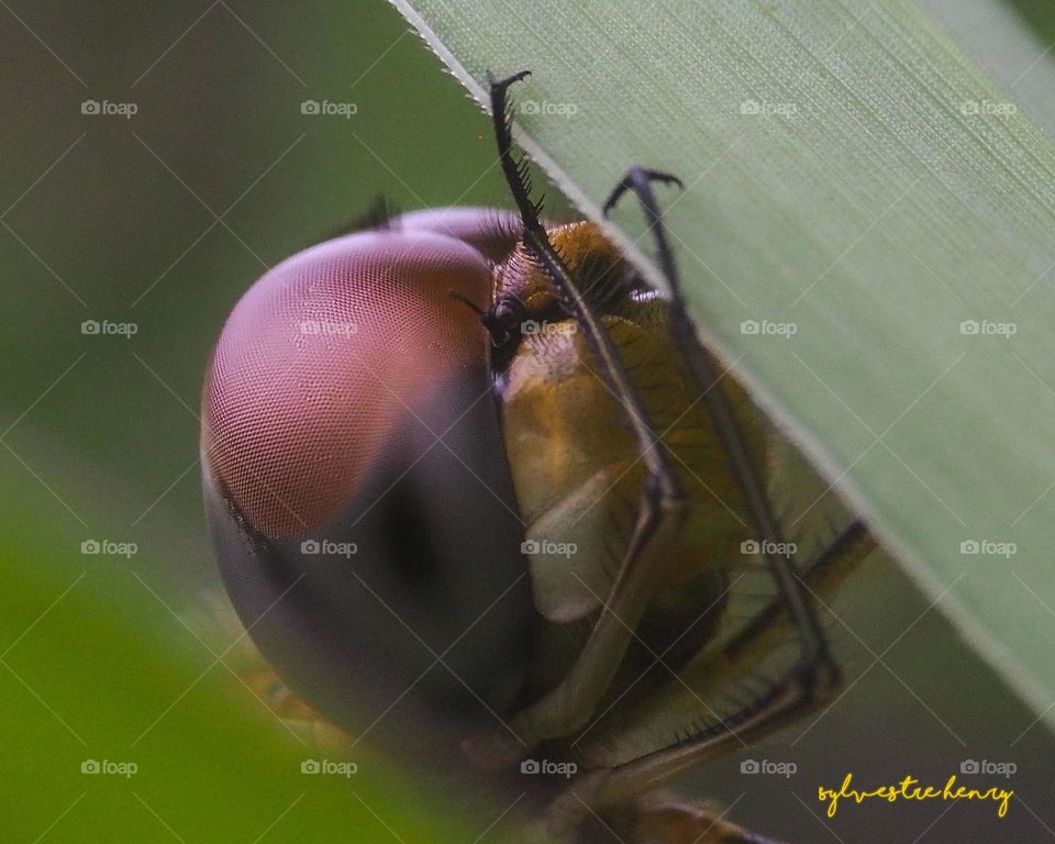 dragonfly head
