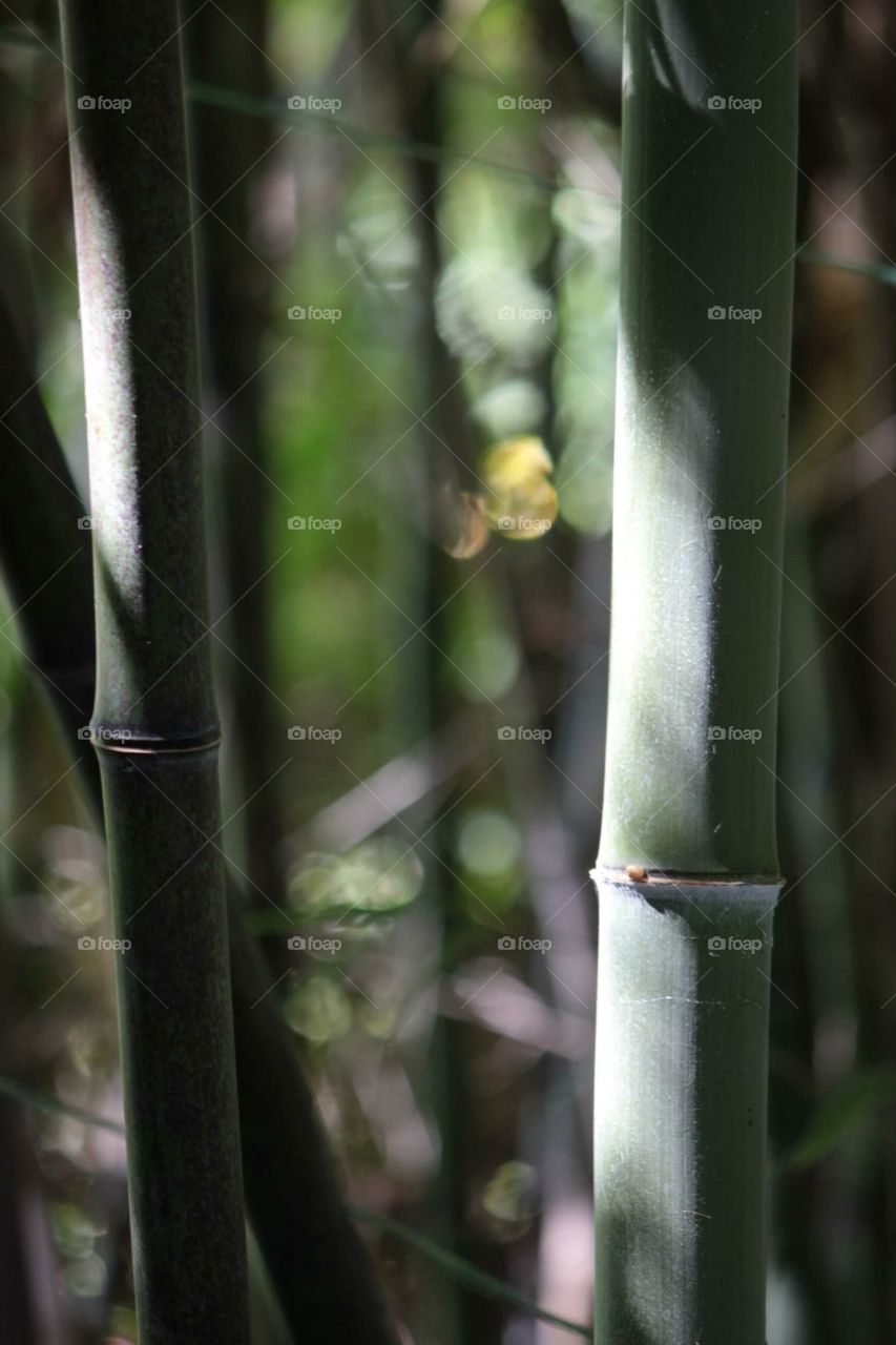 A close up of a bamboo shaft in a thick jungle feeling patch of flora. Green and misty with streams of sunlight shining through. 