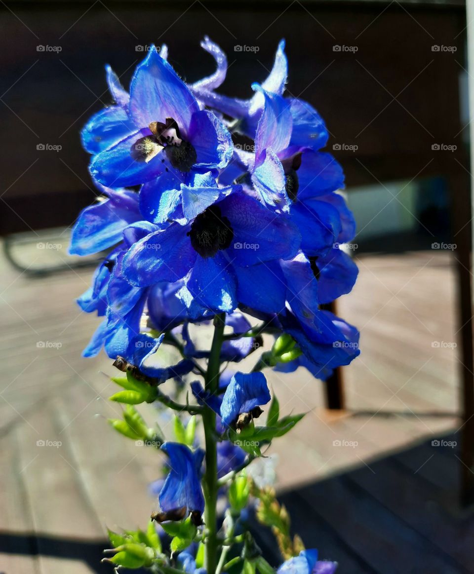 blue delphinium flowers in sun and shade